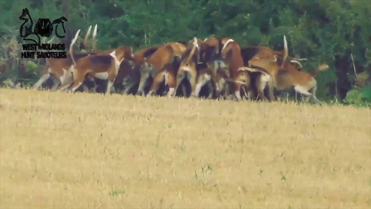 Watch: Police investigating footage showing hounds savaging fox to death during hunt
