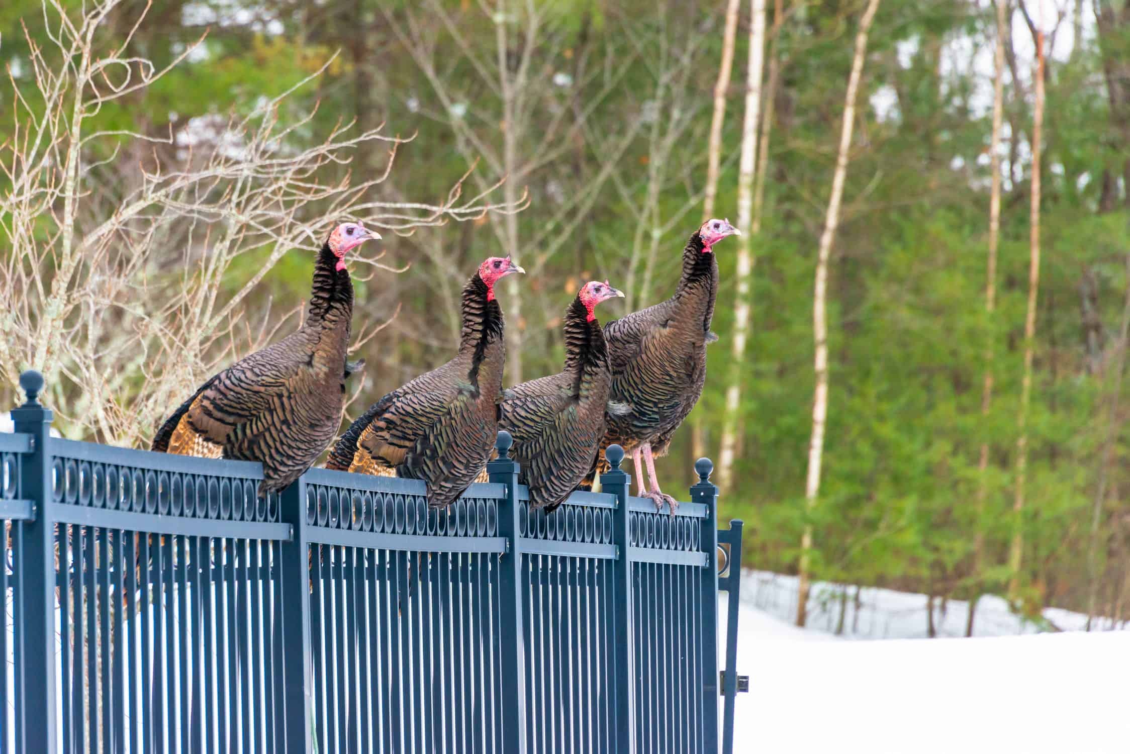 Turkeys voting for Christmas is becoming ‘increasingly real’