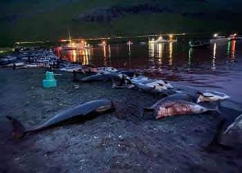 The graphic scene of hundreds of slaughtered dolphins in Skálafjörður on the Faroe Islands e Sided Dolphins were caught and killed. Credit;SWNS