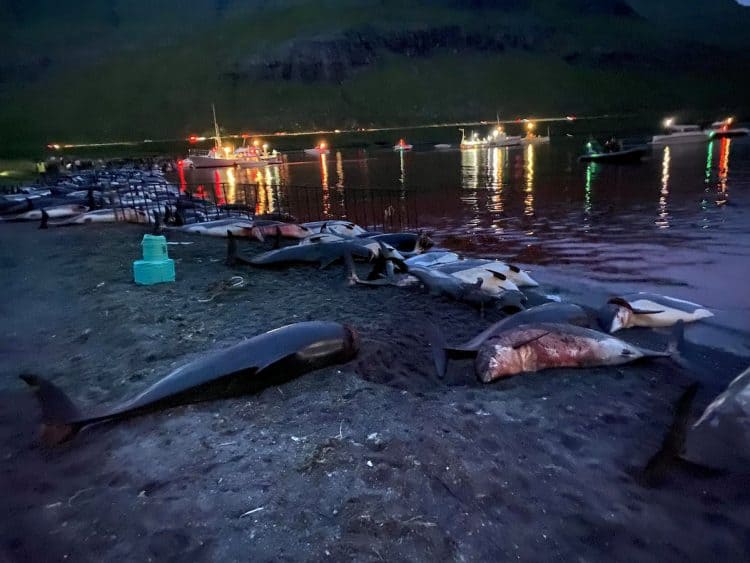 The graphic scene of hundreds of slaughtered dolphins in Skálafjörður on the Faroe Islands e Sided Dolphins were caught and killed. Credit;SWNS