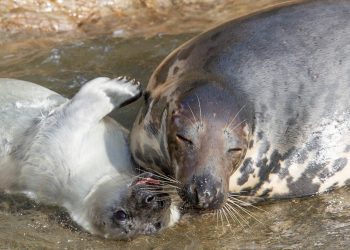 The seal pup alive with its mother. Credit;SWNS