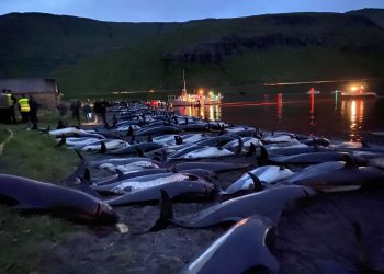 In this image released by Sea Shepherd Conservation Society the carcasses of dead white-sided dolphins lay on a beach after being pulled from the blood-stained water.Credit ;PA