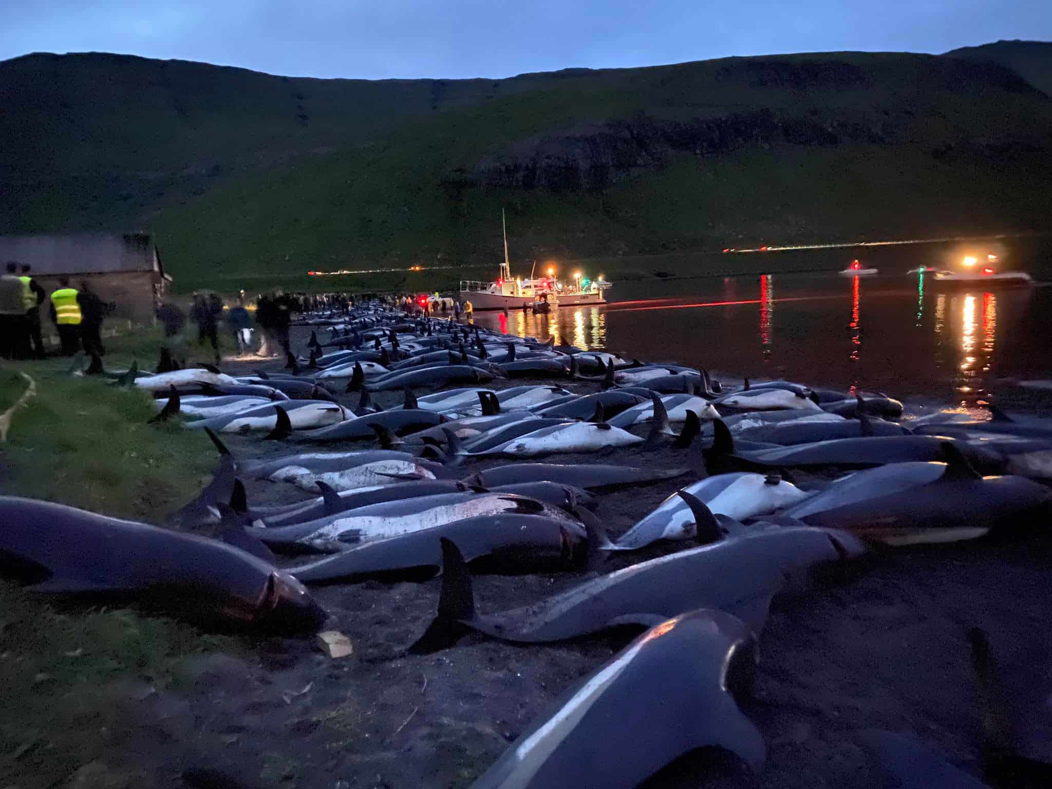 Fury at slaughter of dolphins on Faroes – far more than last year