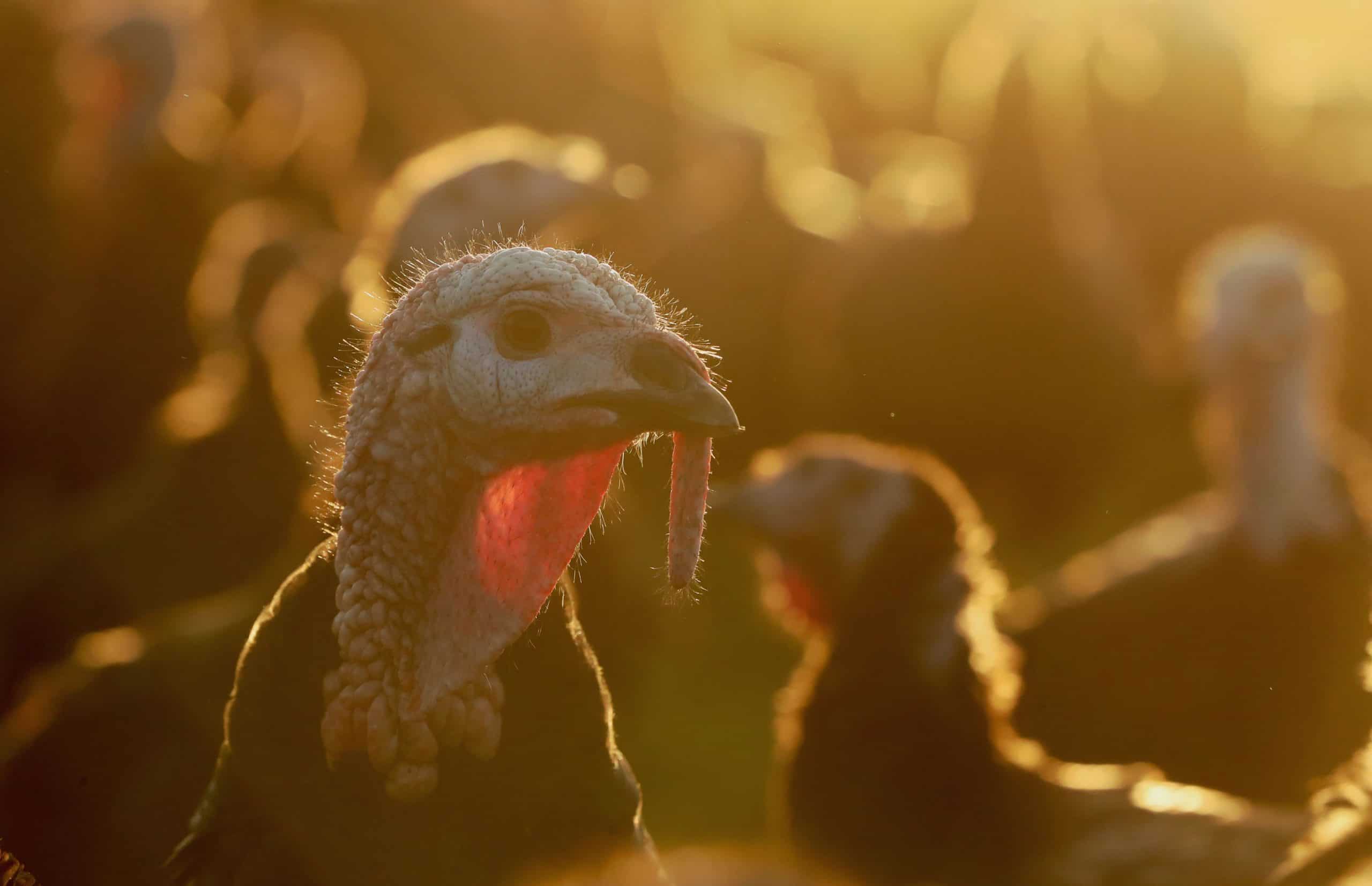 Brexit to blame as Britain ‘could face national shortage’ of turkeys ahead of Xmas