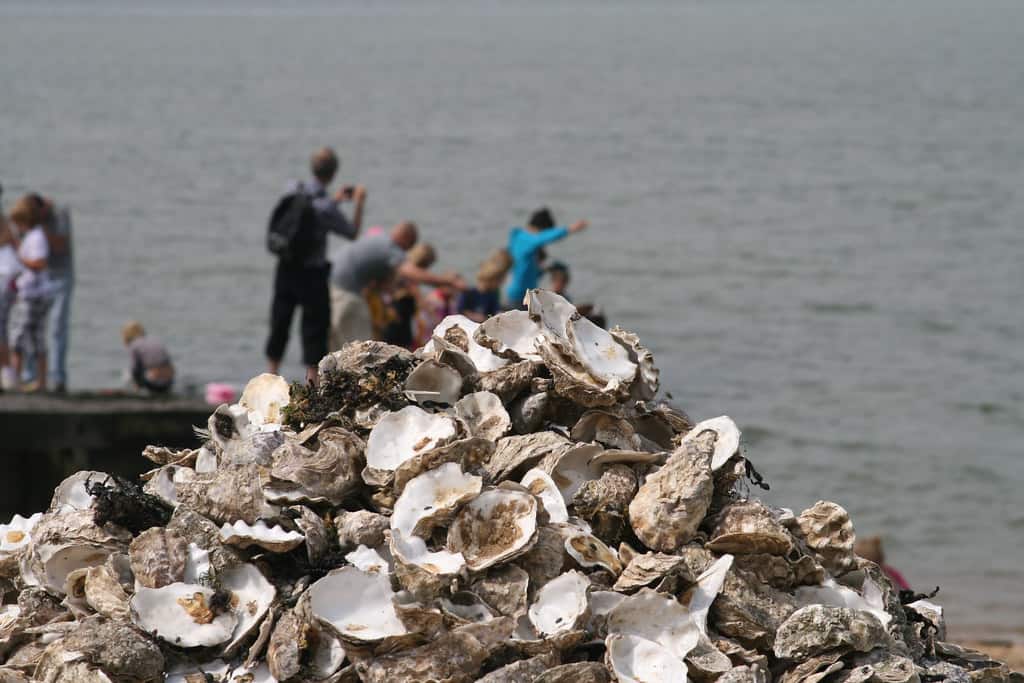 Diners poisoned by sewage at Whitstable oyster festival