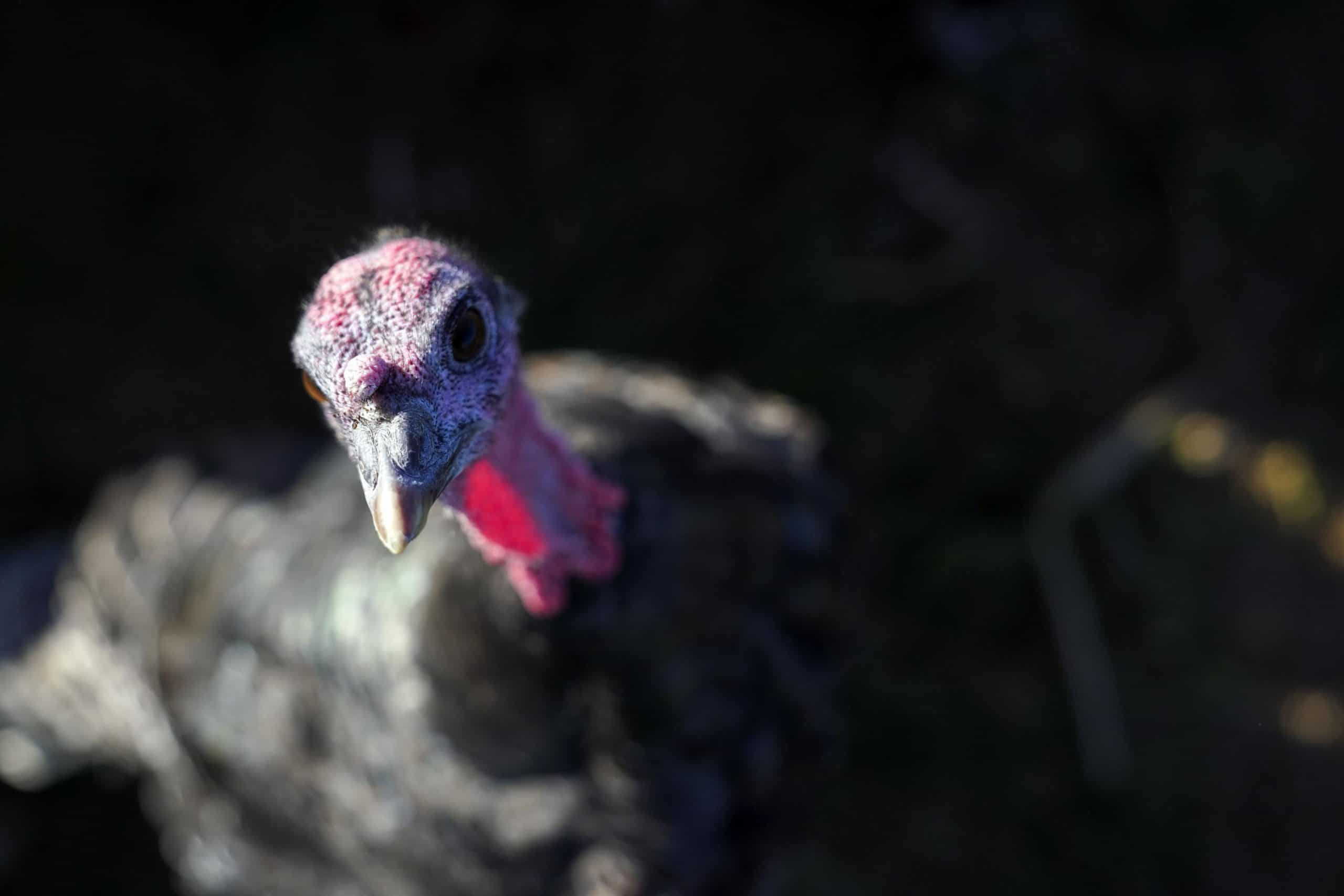 There’ll be no British turkeys this Christmas, MPs warned