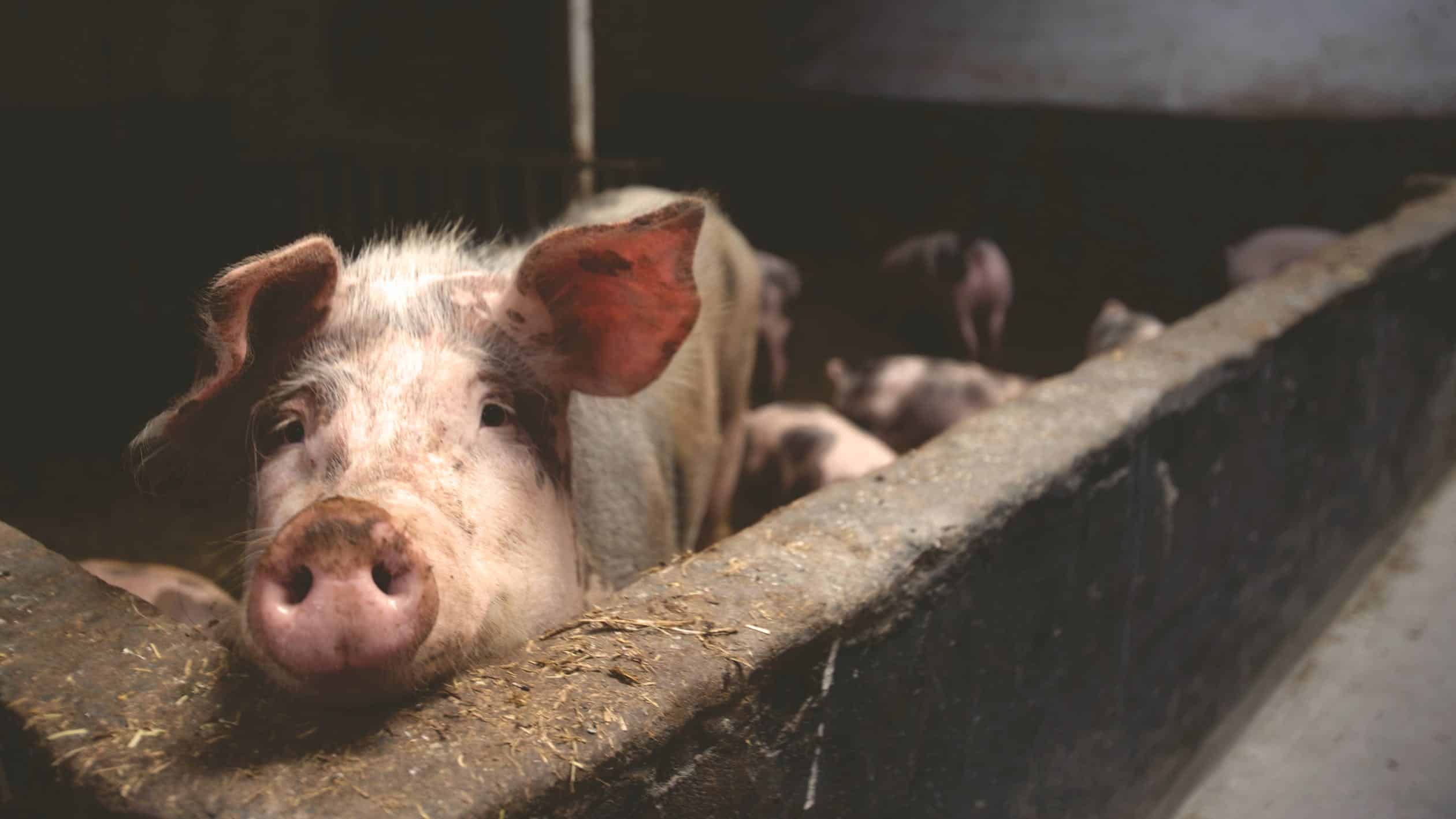 ‘Brexit ruined my pig farm’: Devastated farmers speak out