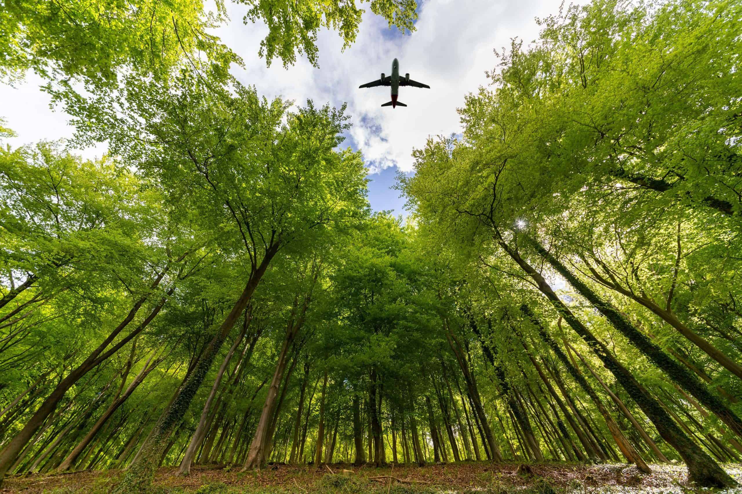 Mass corporate tree planting ‘damaging’ nature, scientist warns