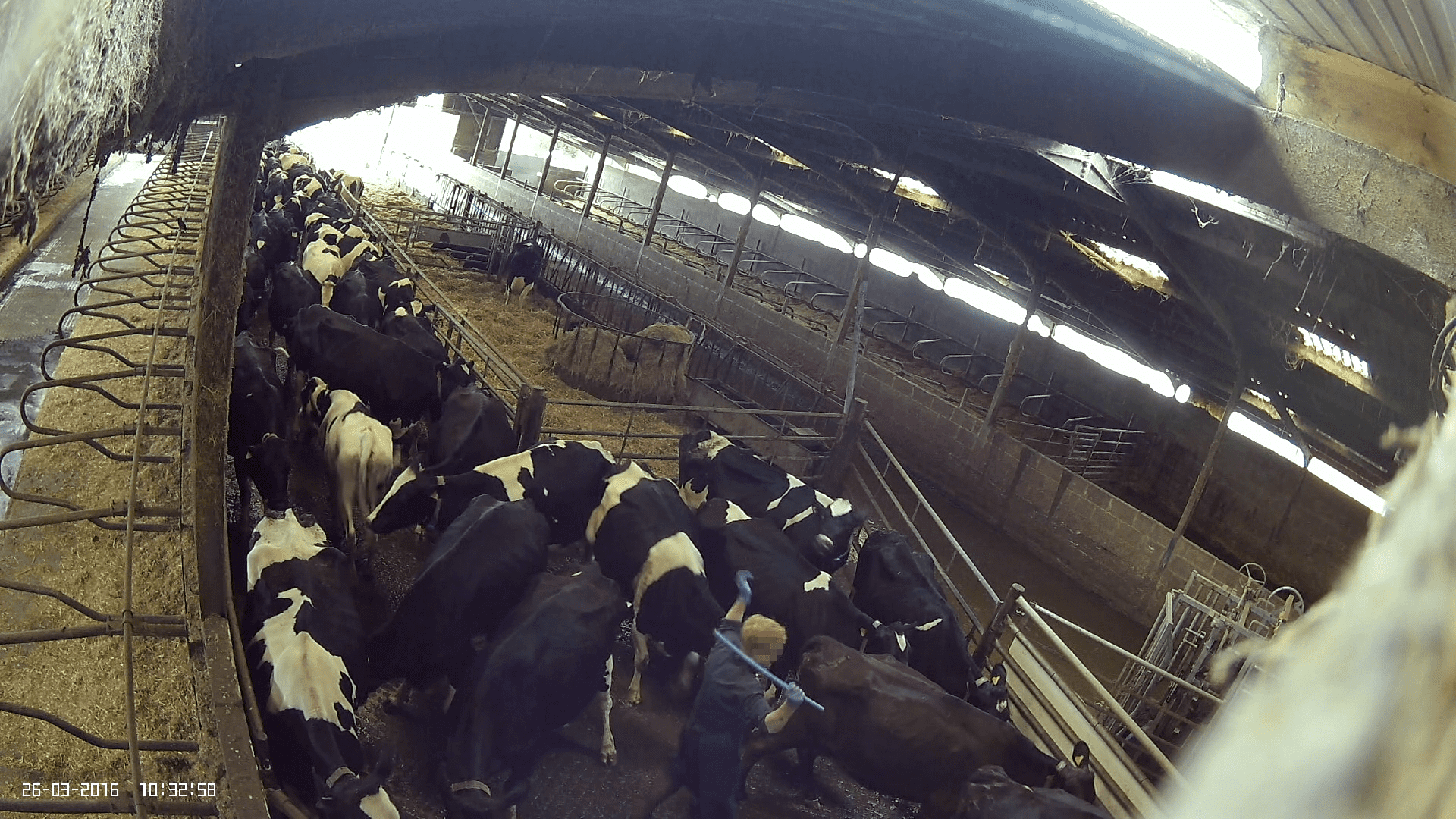 Watch: Undercover footage shows cows being kicked and struck with a pipe at award-winning dairy farm