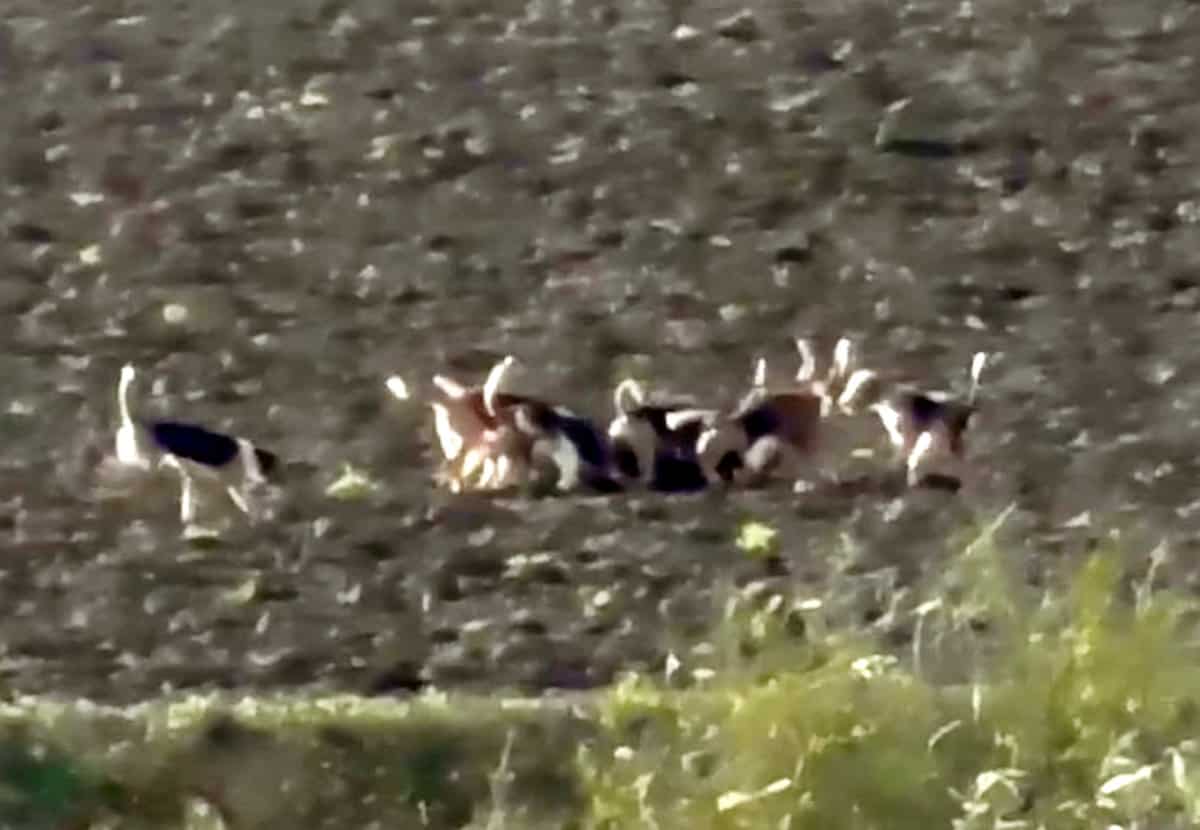 Watch: Pack of dogs chase deer and tear it to pieces during Boxing Day hunt