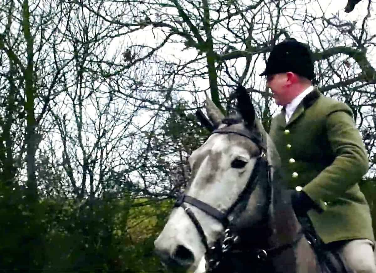 Video: Fox killed by hounds – just two days after deer was killed by dogs from same hunt