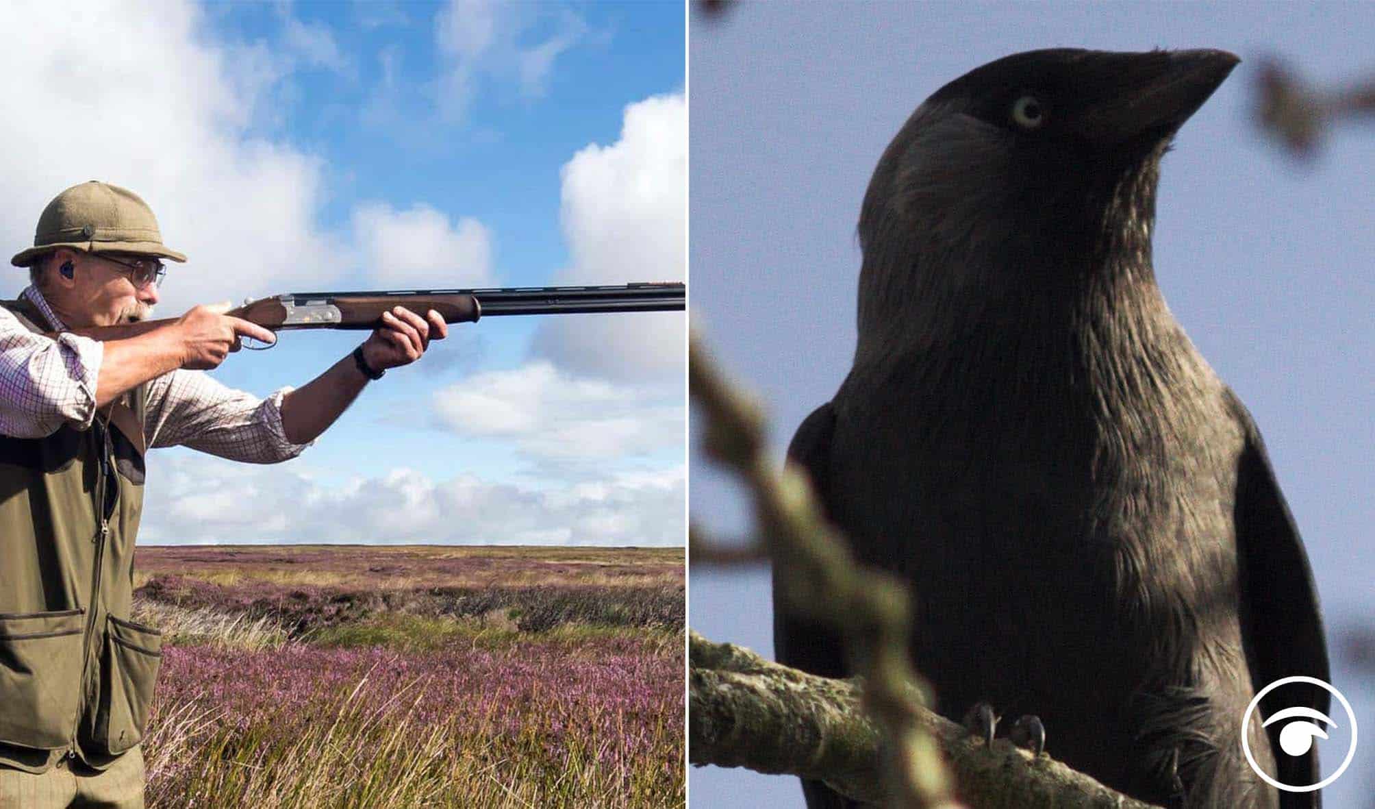 Fury as law now allows wild birds to be killed to protect game for shooting