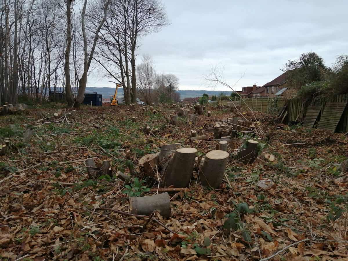 Outcry after bat habitat of around 150 trees chopped down to stop excessive shading in gardens