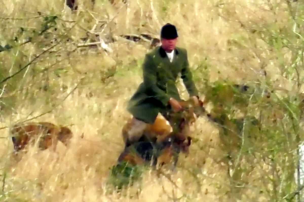 Shocking vid shows huntsman pick up fox’s HEAD after animal was ripped in half by pack of hounds