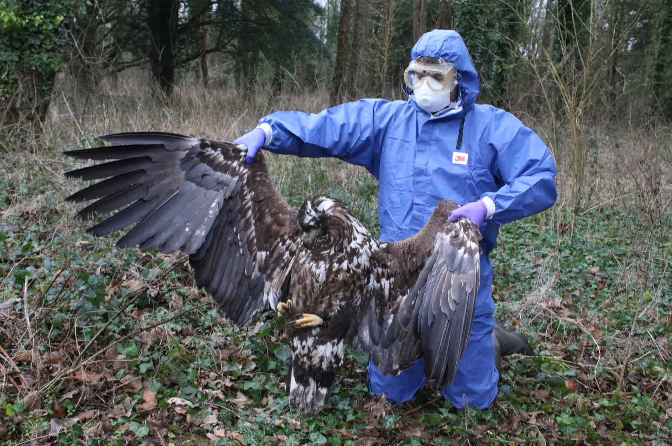 Police probe after two ‘extremely rare’ eagles reintroduced to England found dead
