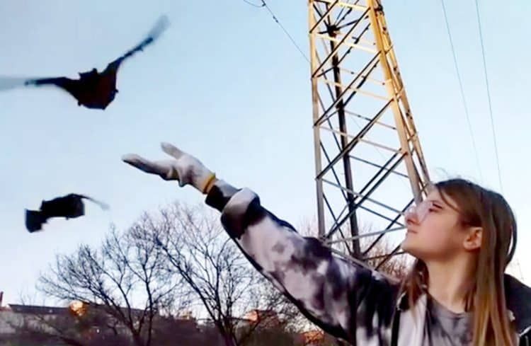 A charity worker releases the bats from a bag. Credit;SWNS