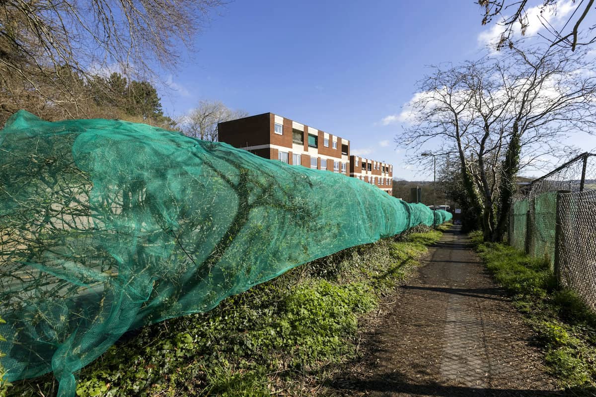 ‘Cruel’ developers cover one of UK’s oldest urban hedgerows in nets to keep birds out