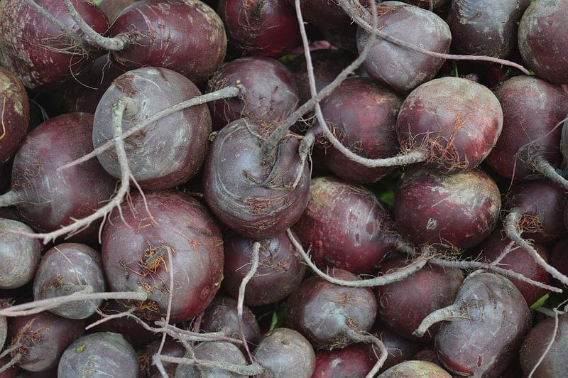 Beetroot mountain ‘will rot’ as EU firms look elsewhere