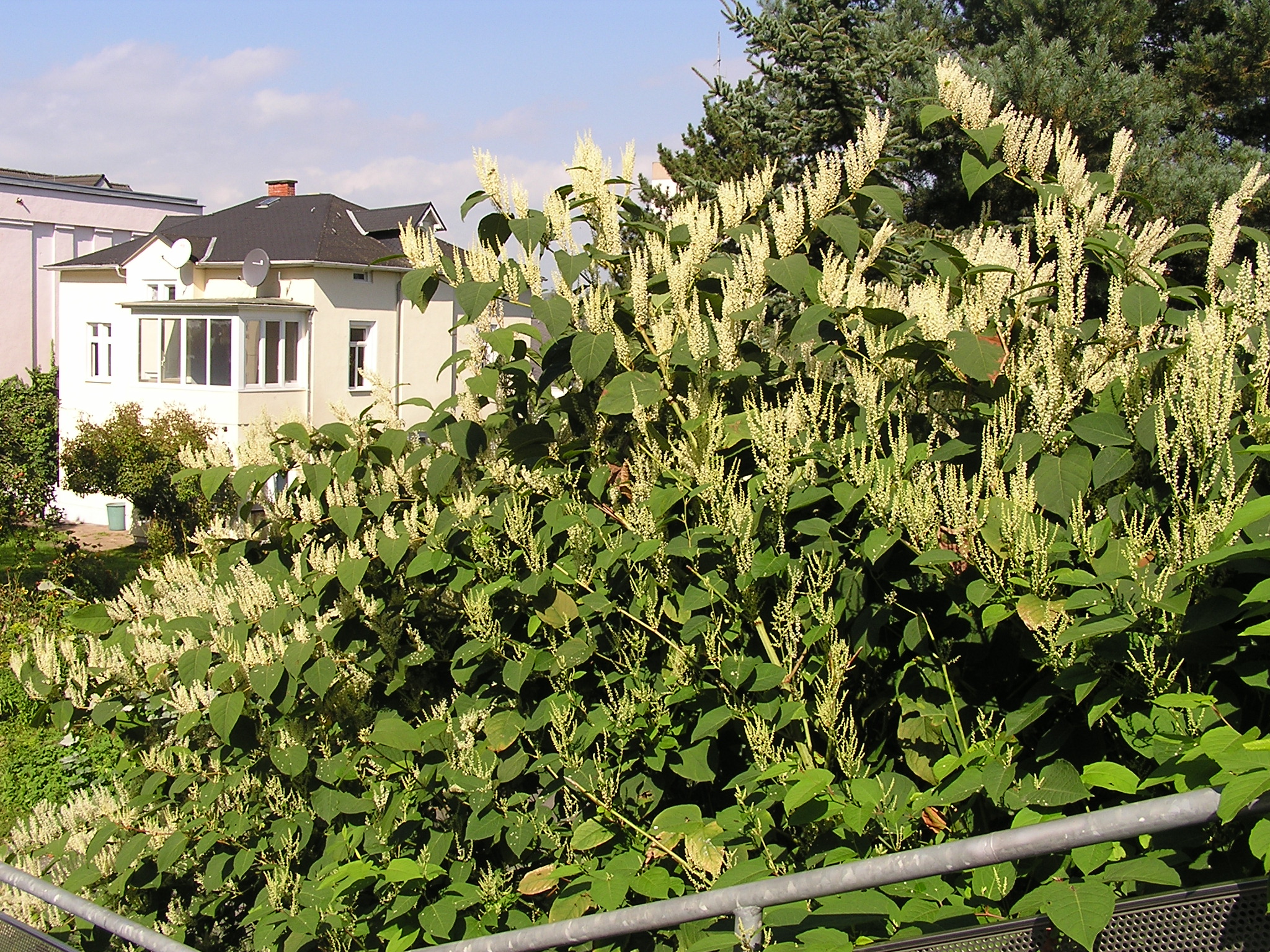 Heatmap reveals worst places in London for Japanese knotweed