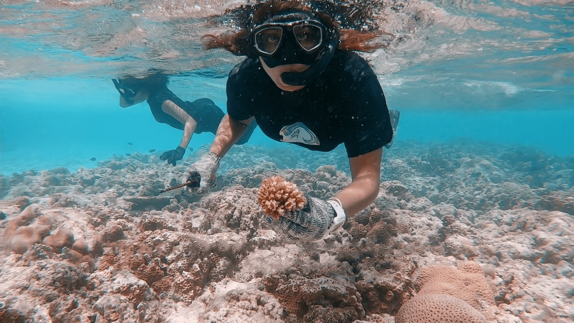 How to nab a once-in-a-lifetime gig saving coral reefs in the Maldives