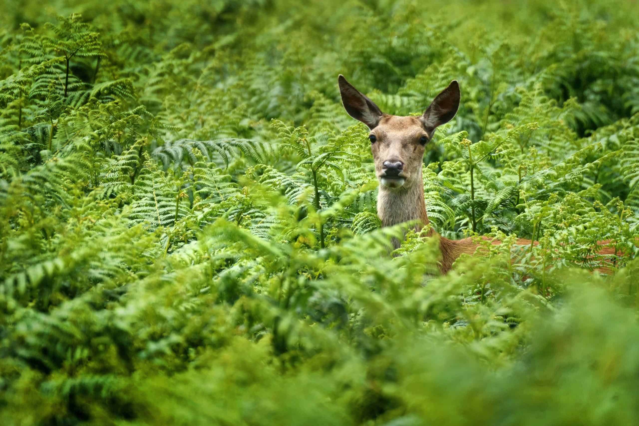 Young deer could starve if mothers shot in controversial cull