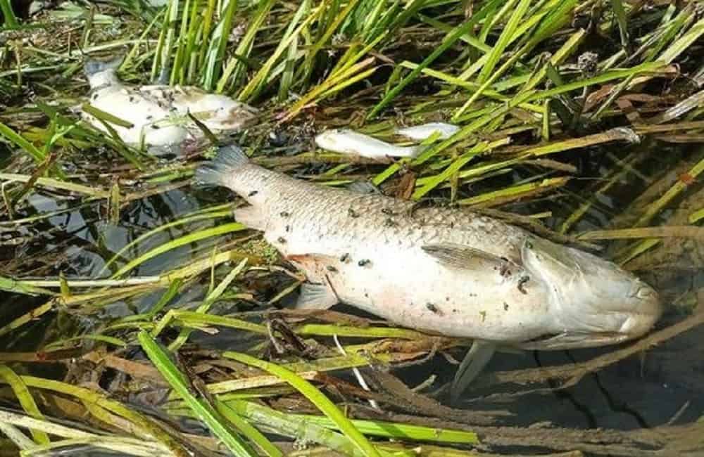 Sewage leak killed fish along three-mile stretch of river and it’s not first time
