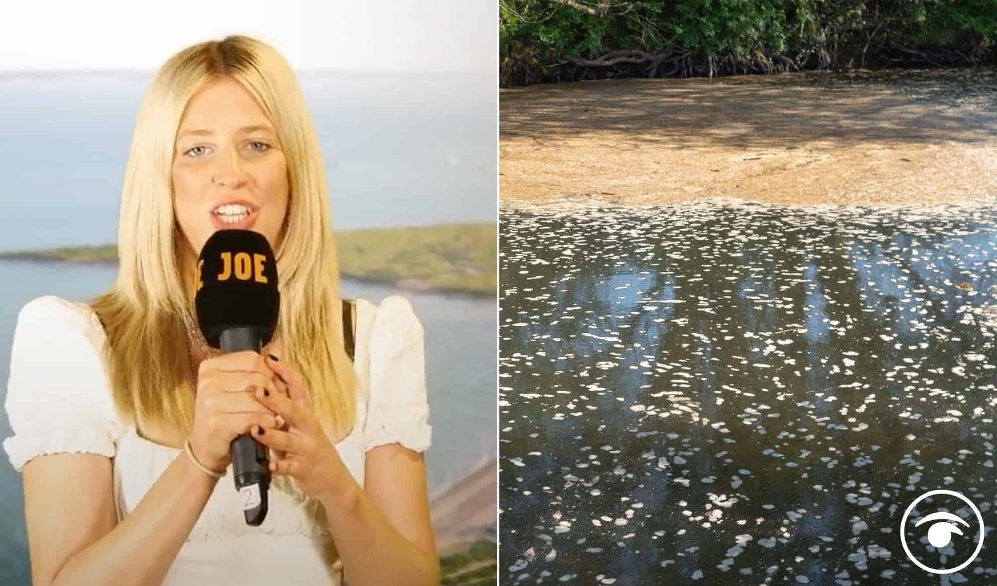 Watch: Spoof ‘sh*tting’ report about sewage lapping up on our shores goes viral