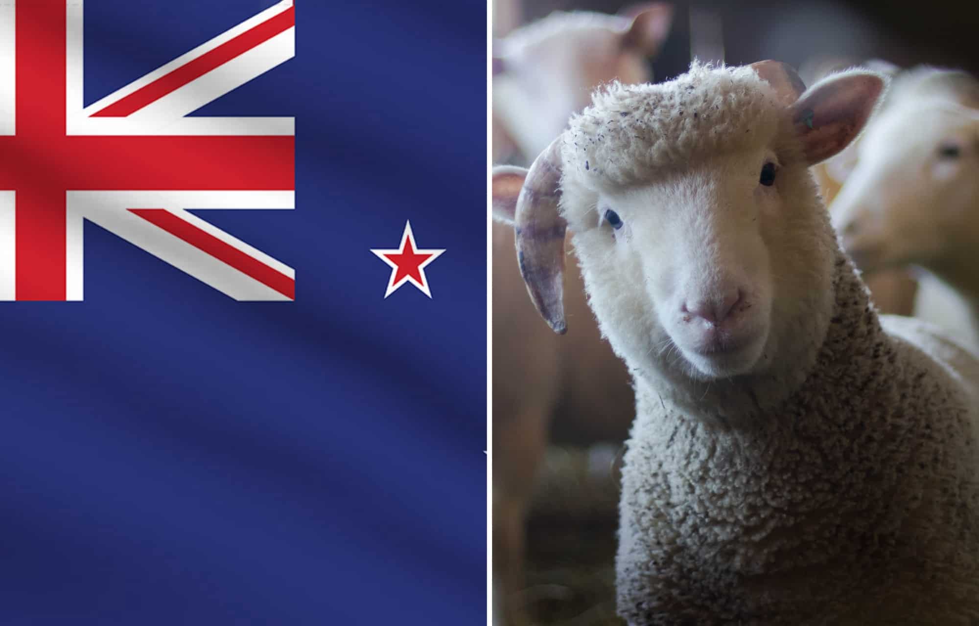 Supermarket’s flag fetish sees Union Jack blown up on New Zealand lamb