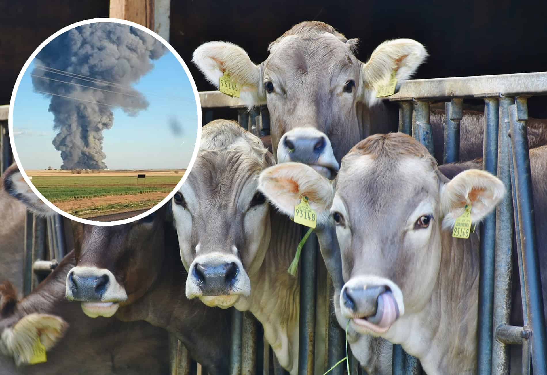 More than 18,000 cows perish in Texas farm fire