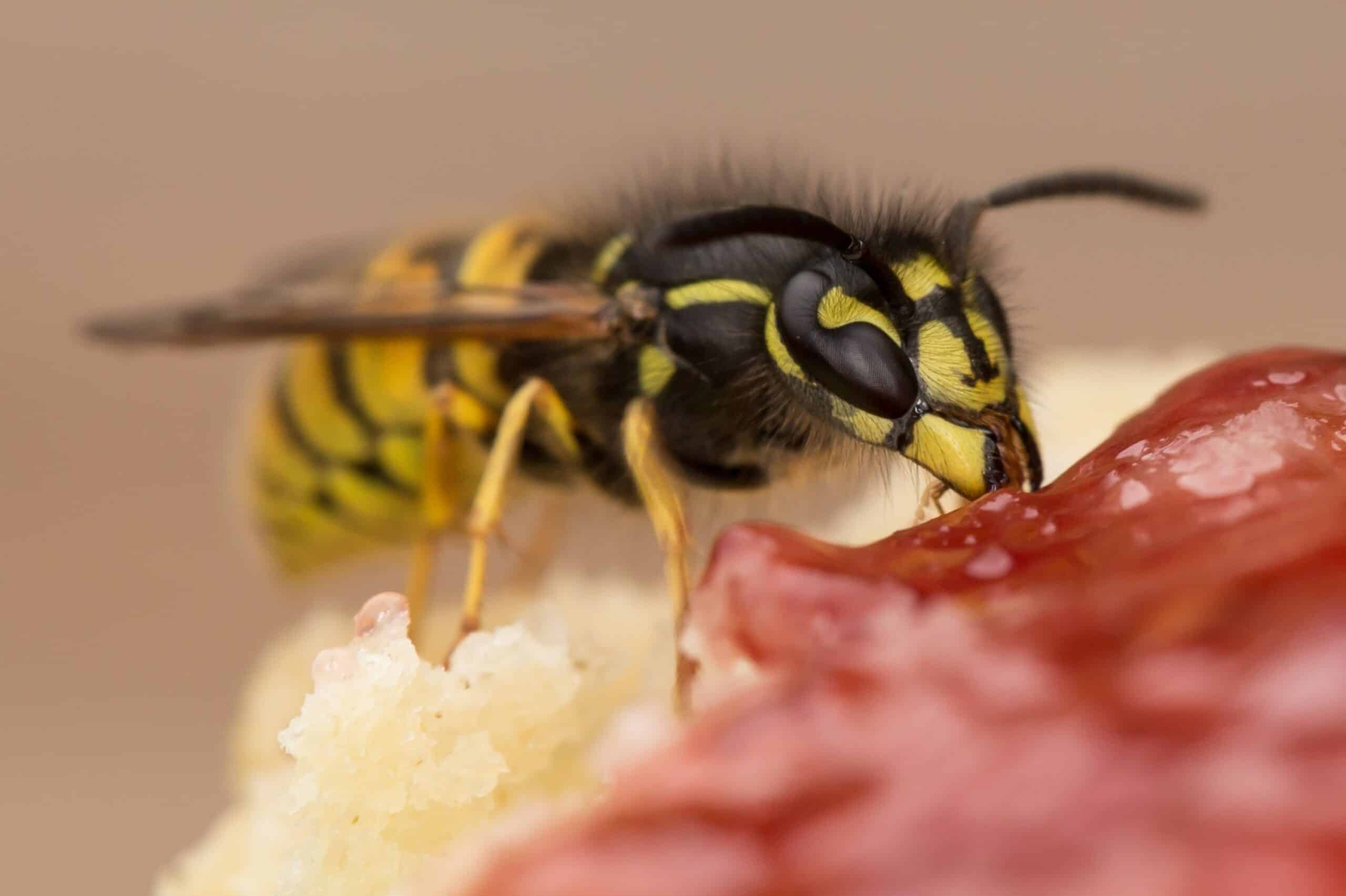 Wasps: A total nuisance or horticultural hero?