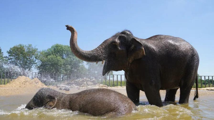 Whiskers on an elephant’s trunk may help it feel and balance objects – study