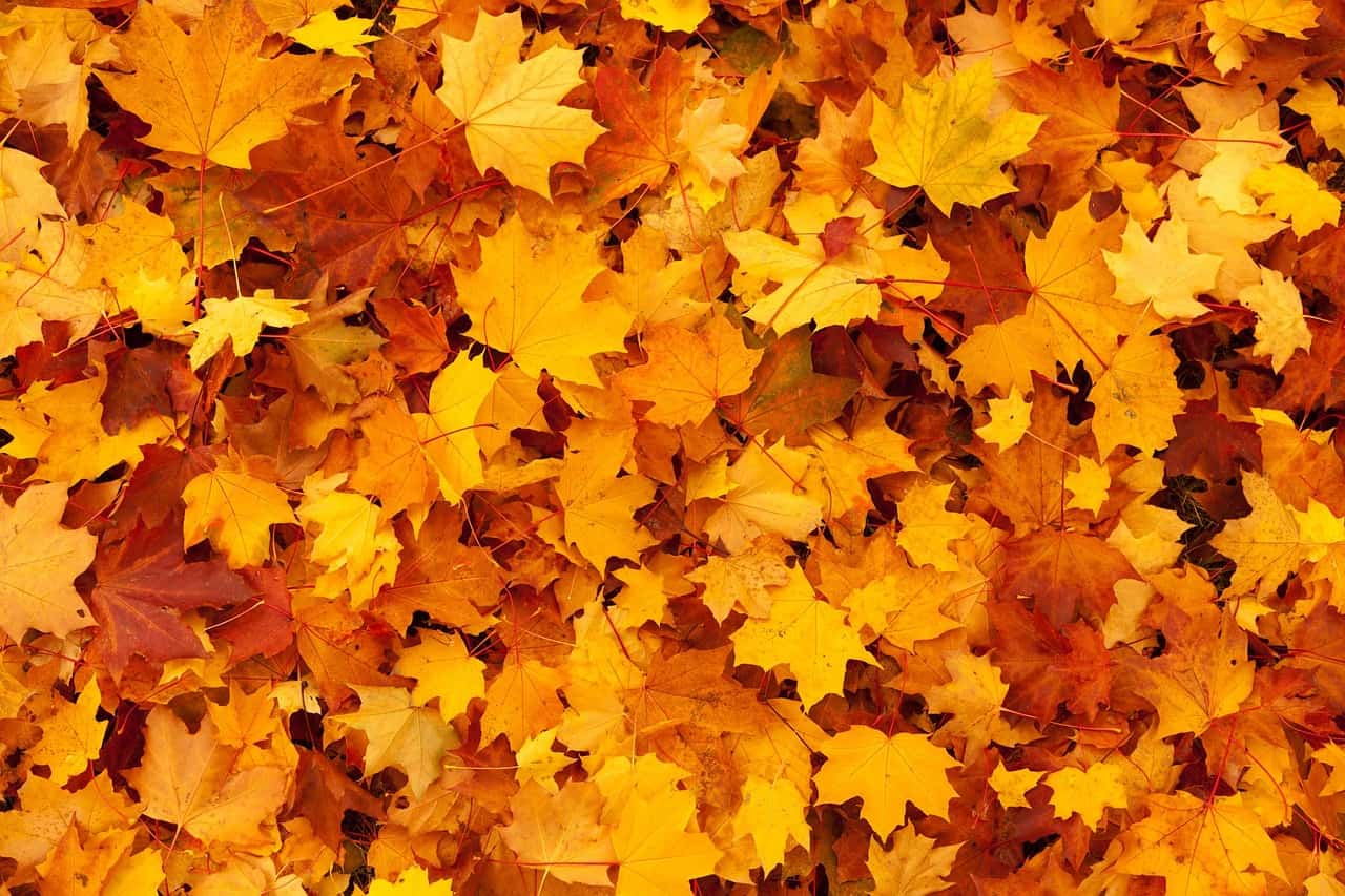 Leaf disposal for cities – Why is it so important
