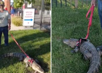 Man denied entry to baseball game after trying to take his ’emotional support alligator’