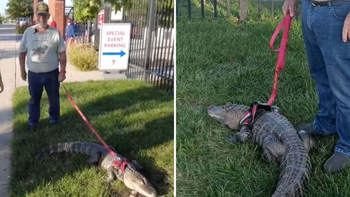 Man denied entry to baseball game after trying to take his ’emotional support alligator’