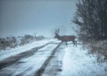 A deer crosses a snow dusted road in rural Derbyshire as temperatures plunge. Photo by Villager Jim