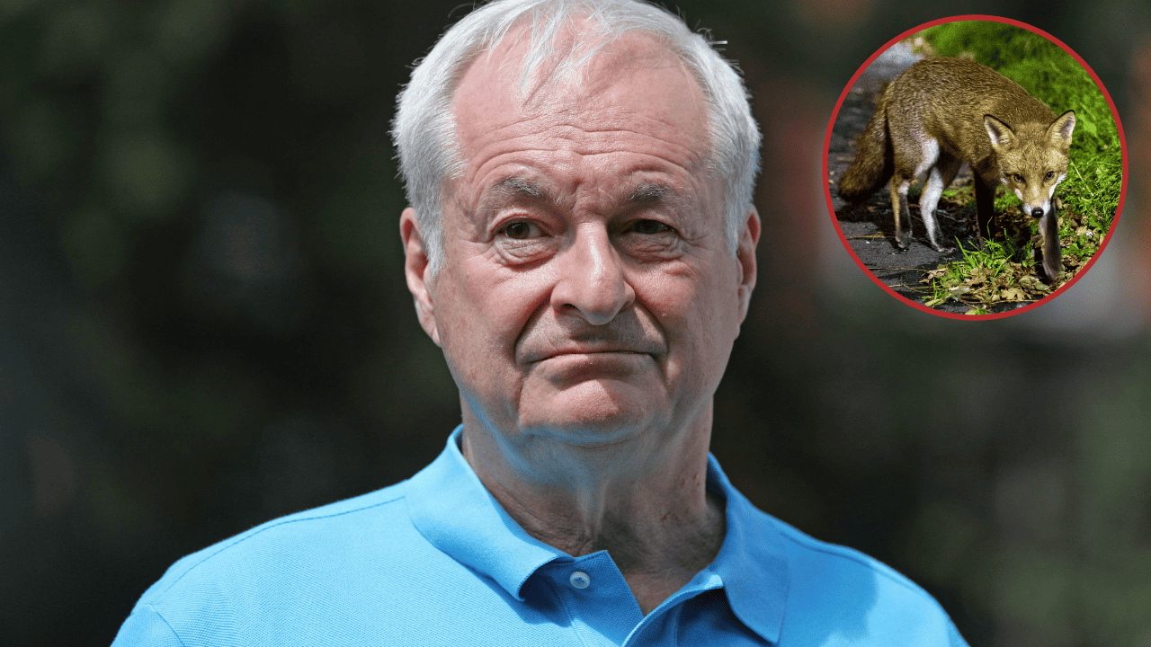 Paul Gambaccini: I’ve had to break up mating urban foxes due to ‘shocking’ noise
