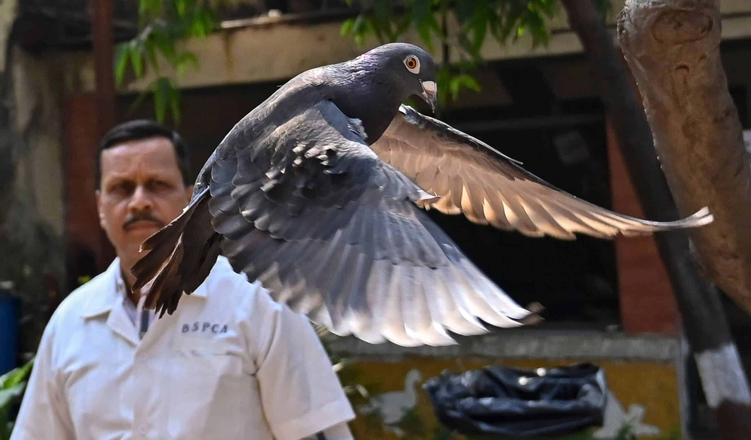 Pigeon accused of being Chinese spy released by police after months in bird lockup