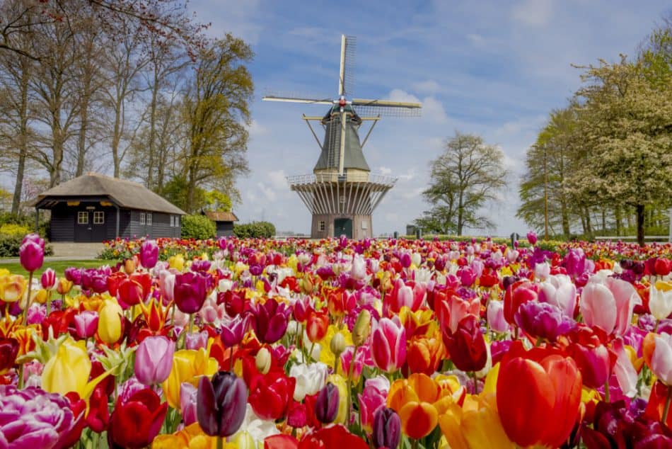 Keukenhof – one of the most beautiful events in Europe you have never heard about