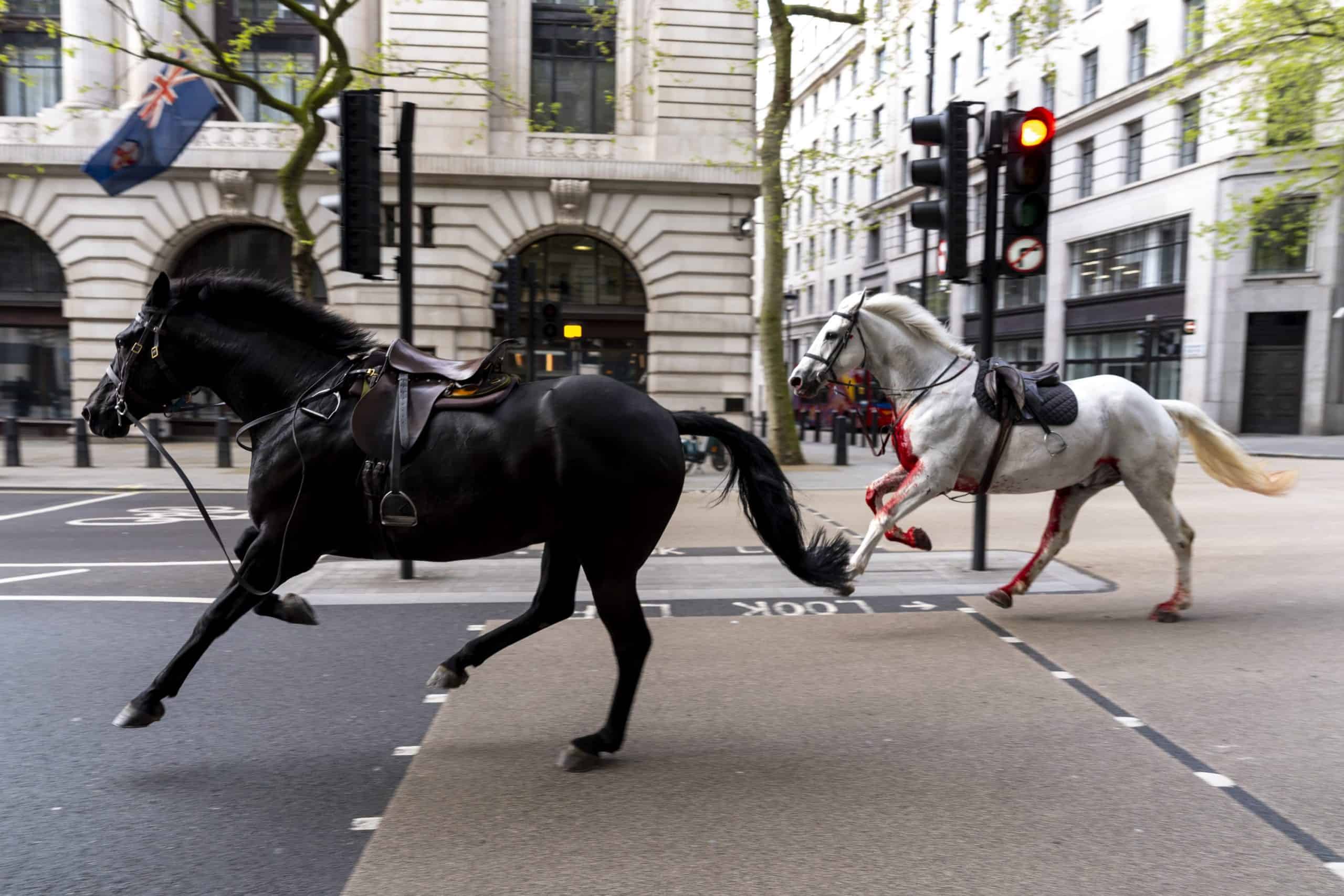 Taxis smashed and people hospitalised as blood-soaked horses bolt through central London