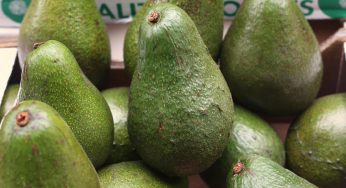 Avocado could soon be toast as climate change wreaks havoc on crops
